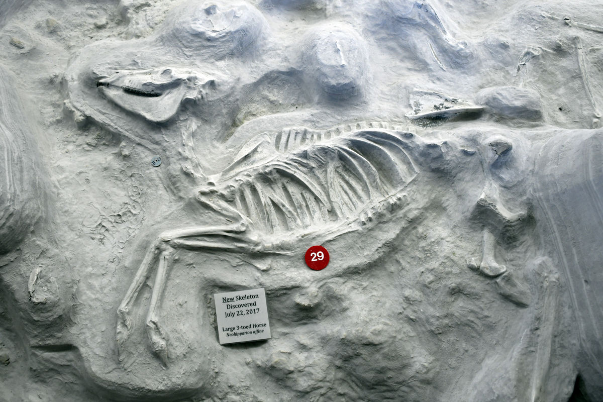 042 Three-toed horse fossil found in 2017.JPG